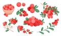 Cranberry vector drawing set. Isolated icons with raw cranberries berry on branch, handful of berries on white