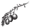 Cranberry vintage illustration Royalty Free Stock Photo