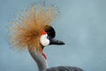 The crane Royalty Free Stock Photo