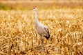 Crane in Farmers Feild Royalty Free Stock Photo