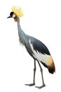 Crane balearica isolated