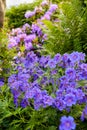 A crane bill flower in the garden in the midday sun. A bunch of beautiful Delicate Cranes Bill flowers of an iris a blue Royalty Free Stock Photo