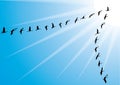 Crane bird flock against blue sky