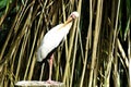 crane bird Royalty Free Stock Photo