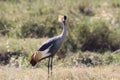 Crane bird in the savanna