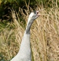 Crane Bird