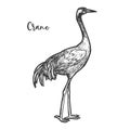 Crane bird sketch. Gruidae animal with feather Royalty Free Stock Photo