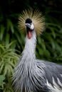 Crane bird South Africa National bird