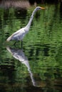 Crane bird standing on clear lake water in park Royalty Free Stock Photo