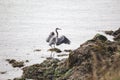 Crane Bird Standing on Rocky Shore Royalty Free Stock Photo