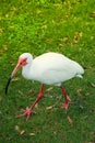 Crane bird walking on grass