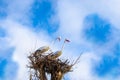 Crane birds as symbol of ecology Royalty Free Stock Photo