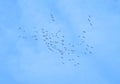 Crane birds flight in blue sky, Lithuania