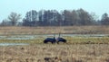 Crane birds in flood field, Lithuania