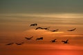 Crane Birds Flying at Sunset