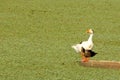 Crane and birds in polluted water tank Royalty Free Stock Photo