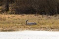 Crane brooding at the lake