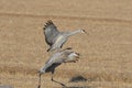 Crane Dance