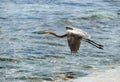 Bird Gliding Over Caribbean Sea