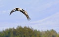 Crane in flight. The common crane Grus grus Royalty Free Stock Photo