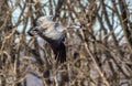 Crane in flight. Common Crane, Grus grus or Grus Communis, big bird in the natural habitat. Winter season Royalty Free Stock Photo