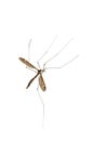 Crane fly Royalty Free Stock Photo