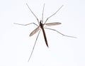 Crane fly Royalty Free Stock Photo