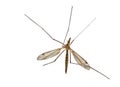 Crane Fly Royalty Free Stock Photo