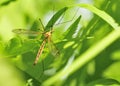 Crane Fly Royalty Free Stock Photo