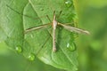 Crane Fly Royalty Free Stock Photo