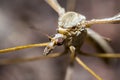 Crane Fly