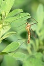 Crane fly Royalty Free Stock Photo