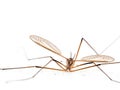 Crane fly also known as Daddy Long Legs. UK. Royalty Free Stock Photo