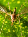 Crane fly close up Royalty Free Stock Photo