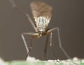 Crane Fly Close Up - daddy long legs Royalty Free Stock Photo