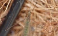 Crane Fly Close Up - daddy long legs Royalty Free Stock Photo