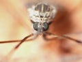 Crane Fly Close Up - daddy long legs Royalty Free Stock Photo