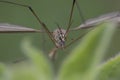 Crane fly close up of head Royalty Free Stock Photo