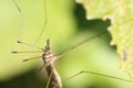 Crane Fly