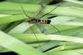 Crane fly is a common name referring to any member of the insect family Tipulidae. Larvae of this insects are pest of many crops
