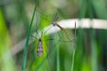 Crane fly is a common name referring to any member of the insect family Tipulidae. It is pest in soil of many crops. Royalty Free Stock Photo