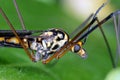 Crane fly is a common name referring to any member of the insect family Tipulidae. It is pest in soil of many crops. Royalty Free Stock Photo