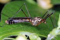 Crane fly is a common name referring to any member of the insect family Tipulidae. It is pest in soil of many crops. Royalty Free Stock Photo