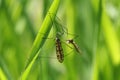 Crane fly is a common name referring to any member of the insect family Tipulidae. It is pest in soil of many crops. Royalty Free Stock Photo