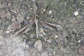 The marsh crane fly Tipula oleracea from family Tipulidae. It is pest in soil of many crops. Royalty Free Stock Photo