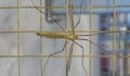 Crane fly, commonly mistaken as dangerous mosquito