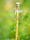 Crane Fly couple have sex on  grass stalk Royalty Free Stock Photo