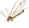 Crane fly daddy Royalty Free Stock Photo