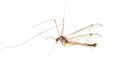 Crane fly daddy Royalty Free Stock Photo