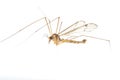 Crane fly daddy